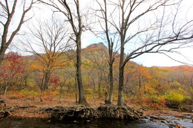 Ölü ağaçlar ve dereler doğal manzara, fotoğrafa yakın çekim.