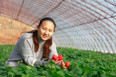 Luanan Eyaleti - 22 Ocak 2018: Bir kadın Çin 'in Hebei Eyaleti, Luanan Eyaleti, Sera' da çilek topluyor.