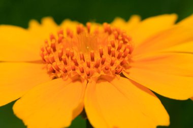 Parkta sarı çiçekler, fotoğrafa yakın çekim.