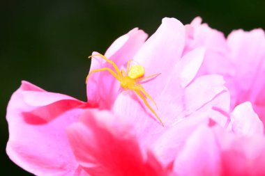 Kırmızı çiçeklerdeki yeşil yengeç örümcekleri, yakın plan fotoğraf