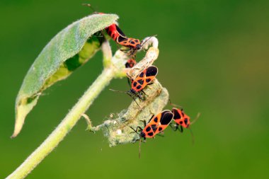 Lygaeidae böceği yeşil yapraklar üzerinde çiftleşiyor.