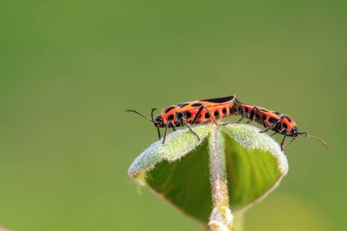 Lygaeidae böceği yeşil yapraklar üzerinde çiftleşiyor.