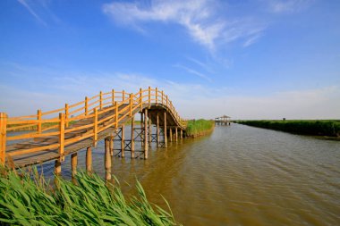 Wetland Park manzarası, fotoğrafa yakın çekim