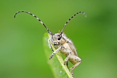 Yeşil yapraklı uzun mısır