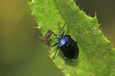 Mavi böcekler küçük böcekleri avlıyorlar.