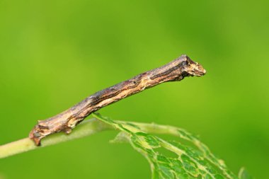 Kurtçuk larvaları doğadaki bitkilerin üzerinde