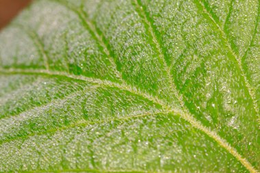 Vahşi doğadaki yaprakların üzerindeki çiy tanesi.