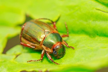 Vahşi doğada bitki üzerinde böcek