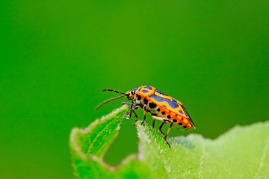 Kokuşmuş böcek doğadaki bitkinin üzerinde