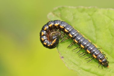 Vahşi doğadaki bitki üzerinde kaba bir diplopod.