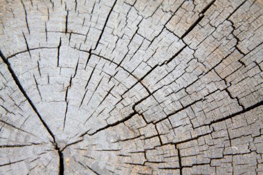 Siyah uyuyan enine kesit dokusu