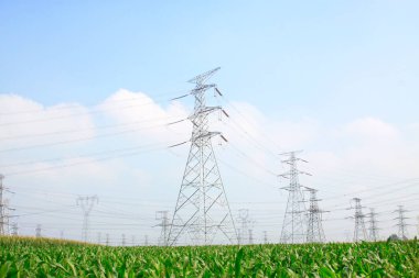 Sütun ve ekinler, fotoğrafa yakın çekim.