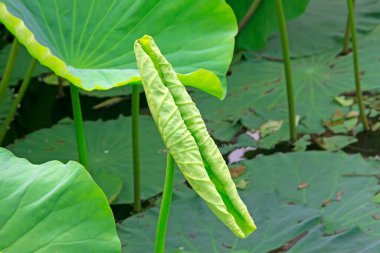 Lotus yaprağı özellikleri, fotoğrafa yakın çekim