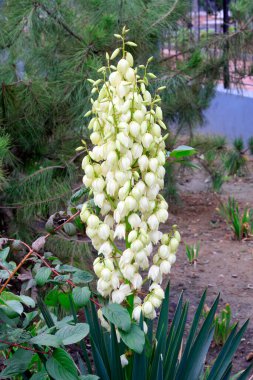 Dağlık çiçekler, fotoğrafa yakın çekim.