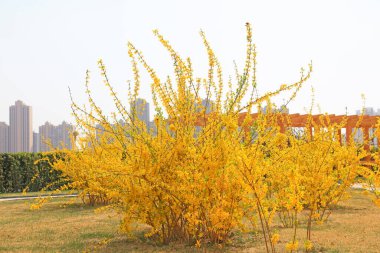 Forsythia flowers in a botanical garden