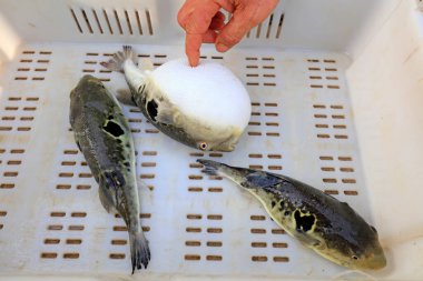Bir mariculture atölyesinde takifugu rubripes.