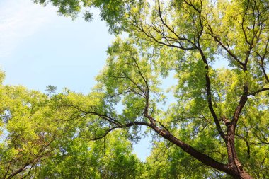 Sophora tree Crown, closeup of photo