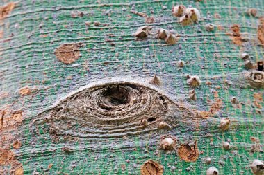 Kapok bark sca, fotoğrafa yakın çekim