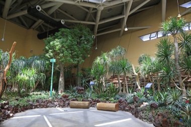 Botanik gardında tropikal bitkiler