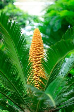 Botanik gardında Sago Cycas çiçekleri