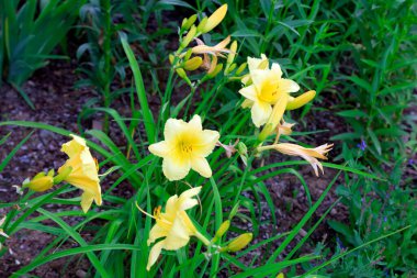 Lily botanik gardında