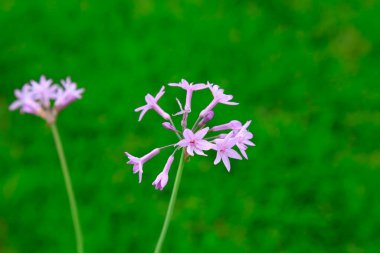 Bitki örtüsünde daimi Lycoris bitkileri