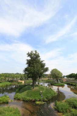 Adadaki ağaçlar eşit durumda.