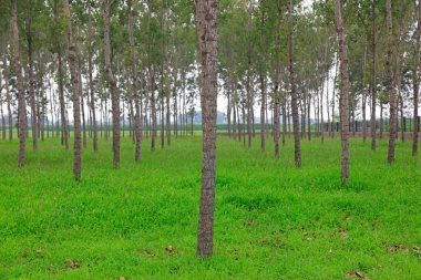 Orman, fotoğrafa yakın çekim