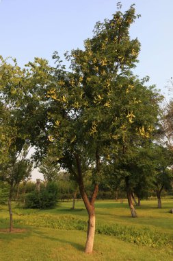 Parktaki akasya ağaçları.