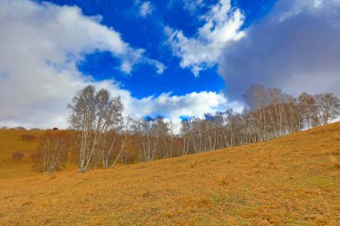 İç Moğolistan Ulan çayır manzarası beyaz doğum