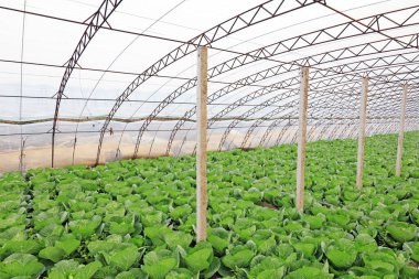 Serada sebzeler, fotoğrafa yakın çekim.