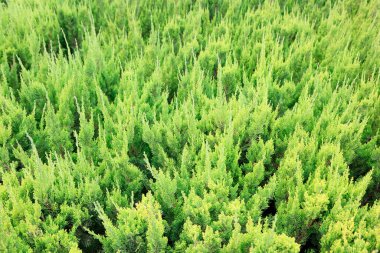 Çocuk odasındaki selvi dalları, Bahar Festivali canlılık dolu, kuzey Çin