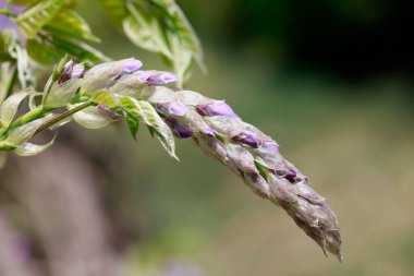 Wisteria tomurcukları bahçede