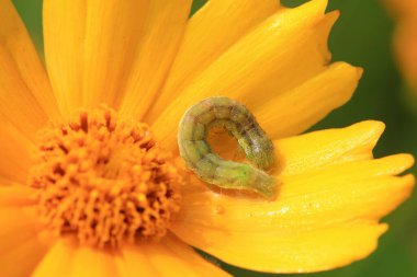 Doğal çevrede et böcekleri