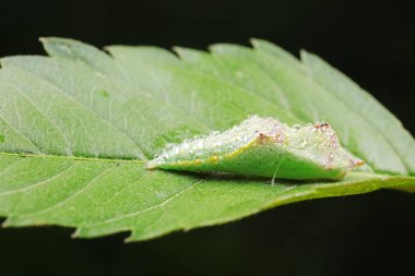 Yeşil yaprakların üzerindeki lahana solucanının krizalitleri.