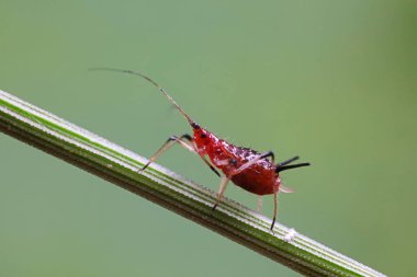 Doğada kırmızı yaprak bitleri