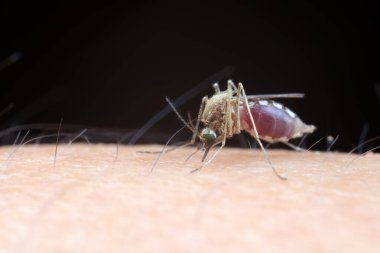 Aedes albopictus kan emiyor.