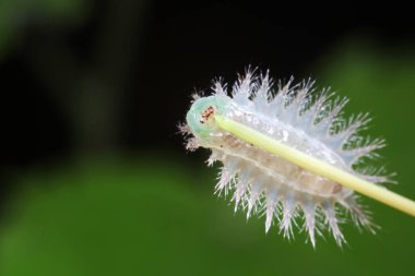 Doğal haldeki tırtıllar.
