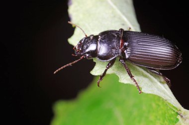 Doğadaki Kolaoptera Karabidae Böcekleri