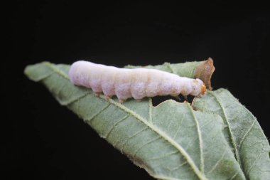 Beyaz ipek böceği vahşi doğada