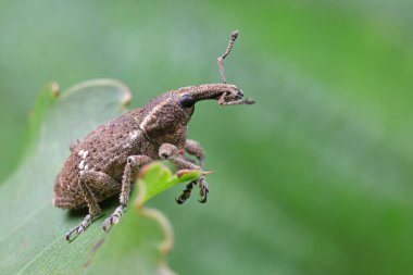 Buğday bitleri doğada yaşar, fotoğrafa yakın dururlar.