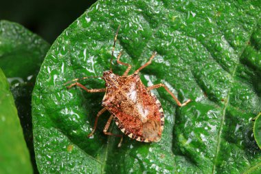 Yeşil yapraklar üzerinde halyomorfa halleri