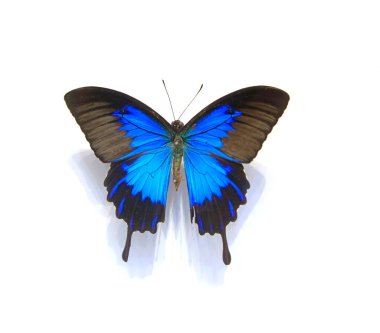 Beyaz arka planda güzel kelebekler