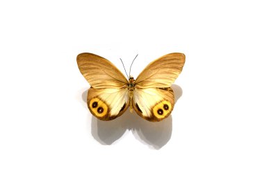 Beyaz arka planda güzel kelebekler