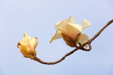 Manolya çiçekleri.