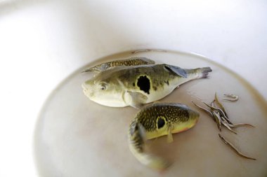 Doğulu kırmızı yunus, fotoğrafa yakın çekim.