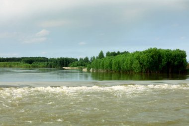 Sel bürüyen bir ağaç,