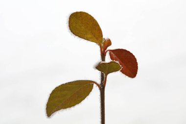 Öonymus mızrağının yapraklarında kar.