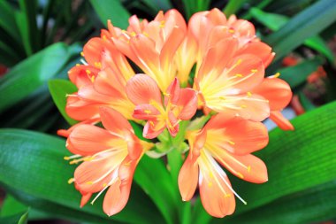 Bahçedeki kaffir zambağı