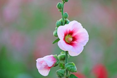 Parkta Hollyhock çiçekleri açıyor, Luannan County, Hebei Eyaleti, Chin